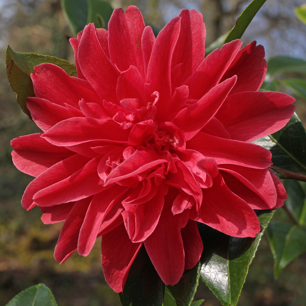 Camellia japonica 'Mark Alan'