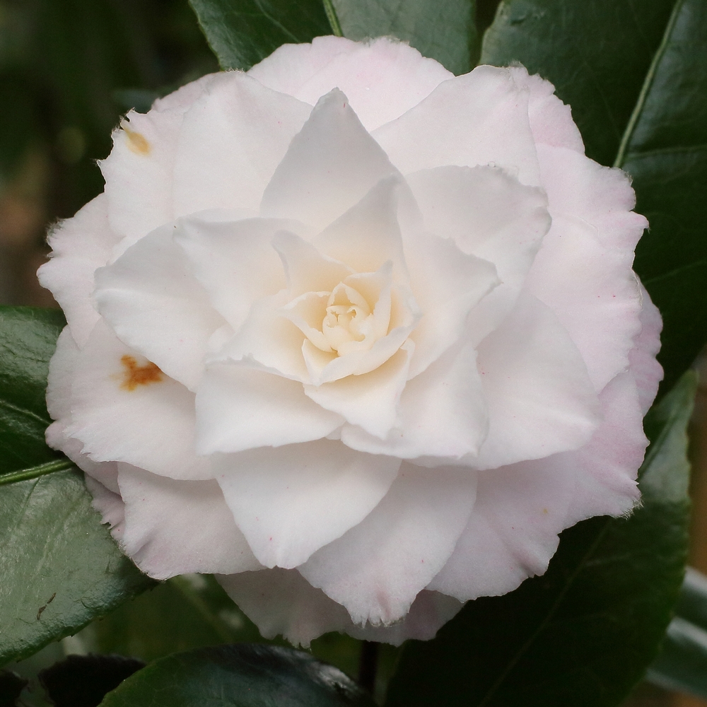 Camellia japonica 'Sawada's Dream'