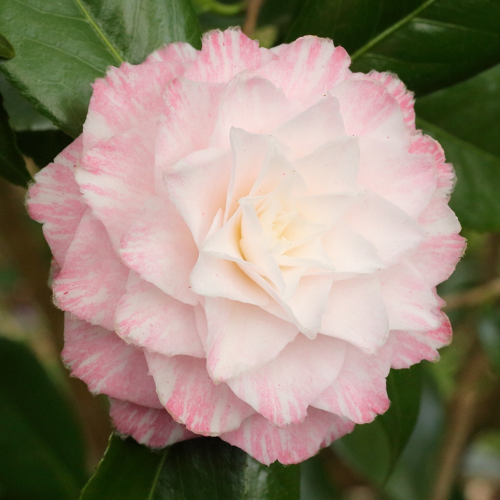 Camellia japonica 'Sawada's Dream'
