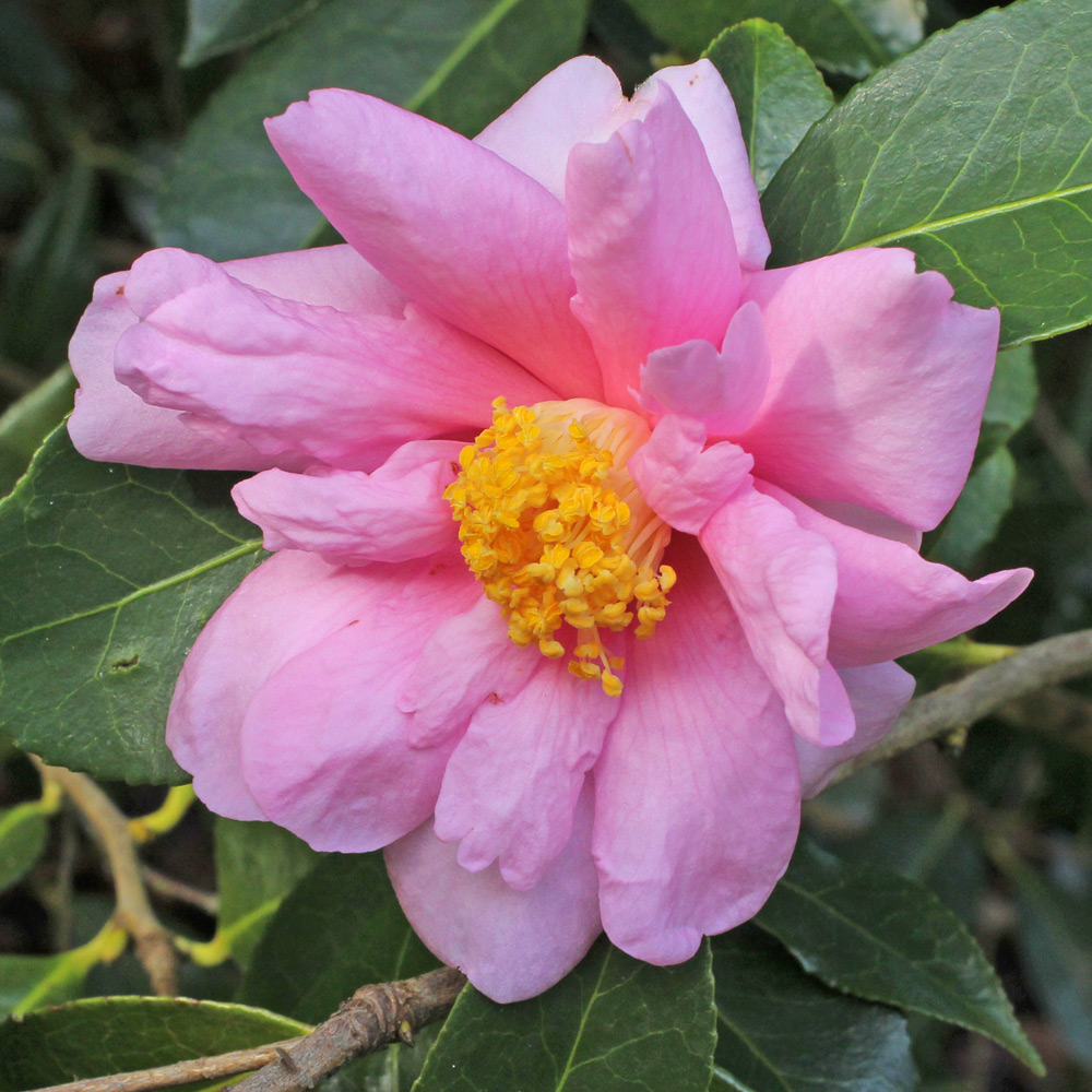 Camellia hybrid 'Show Girl'