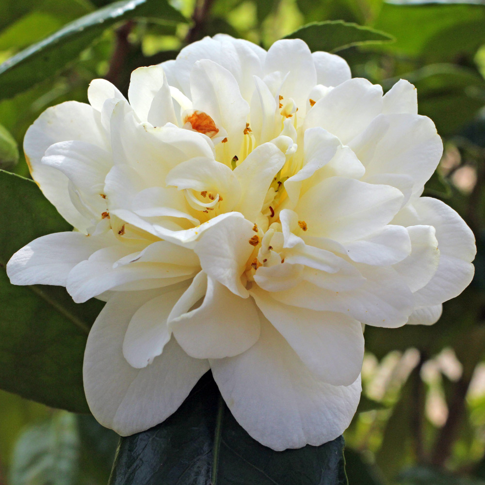 Camellia japonica 'Silver Anniversary'