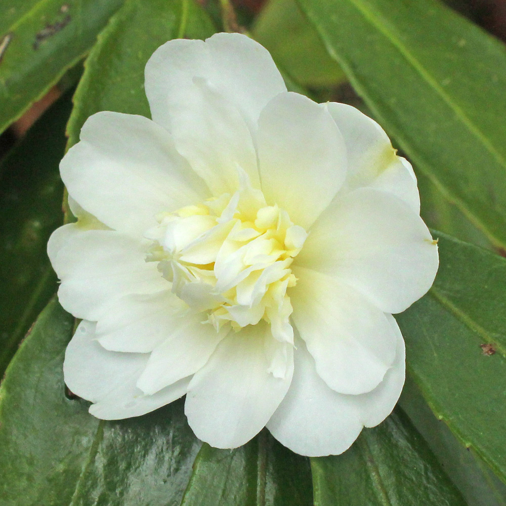 Camellia hybrid 'Snow Flurry'