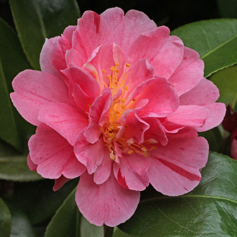 Camellia japonica 'Strawberry Parfait'