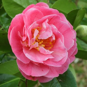 Camellia japonica 'Strawberry Parfait'