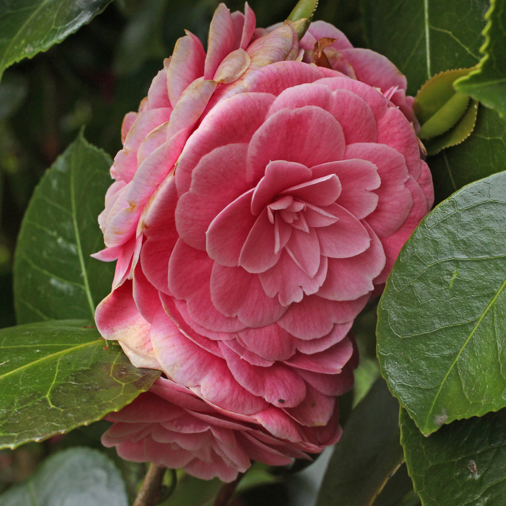 Camellia japonica 'Wilamena'