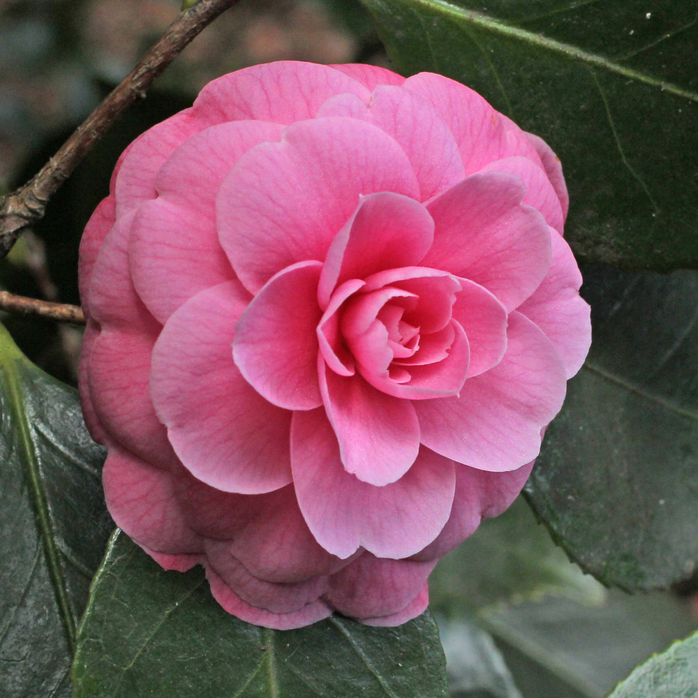 Camellia japonica 'Wilamena'