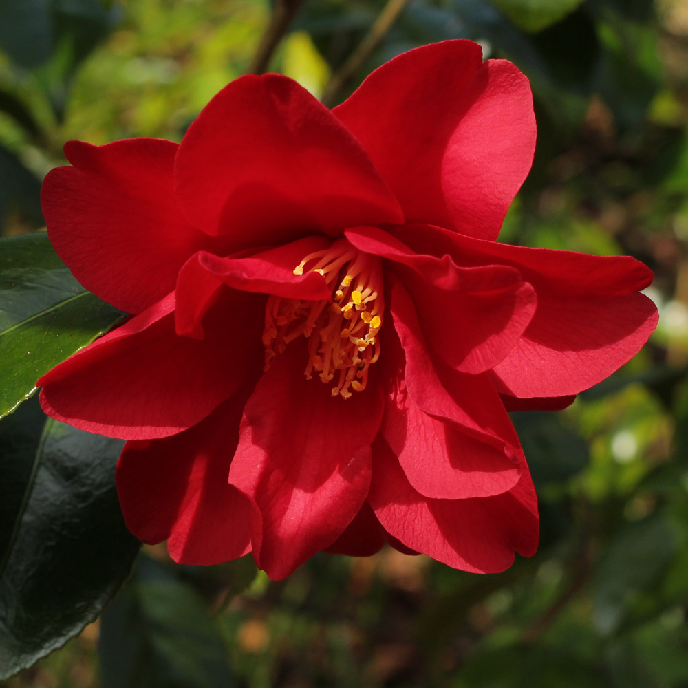 Camellia japonica 'Wildfire'