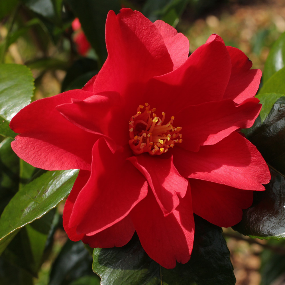 Camellia japonica 'Wildfire'