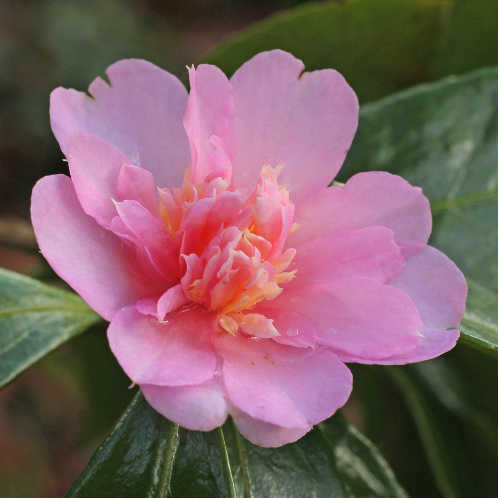 Camellia hybrid 'Winter's Interlude'