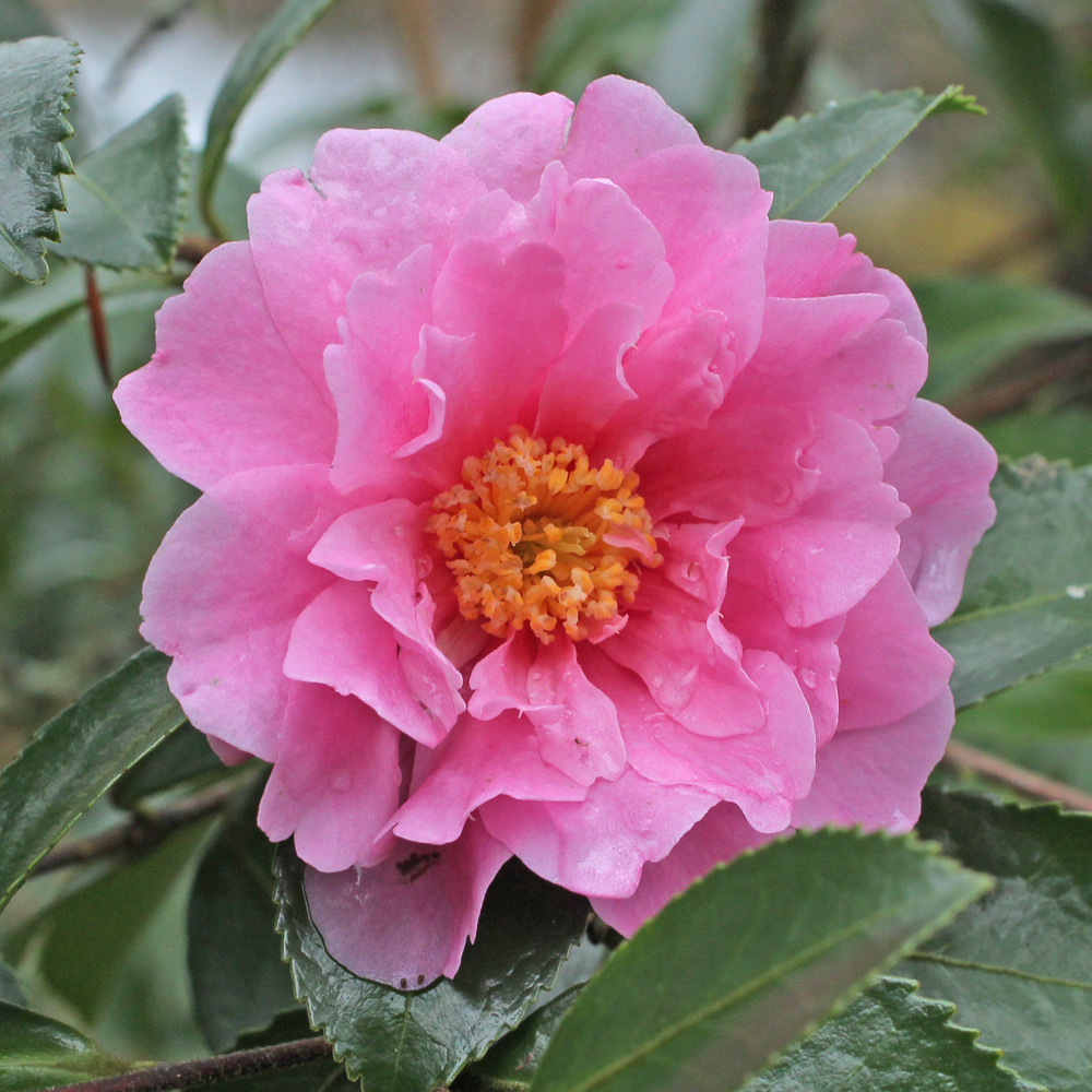 Camellia hybrid 'Winter's Joy'