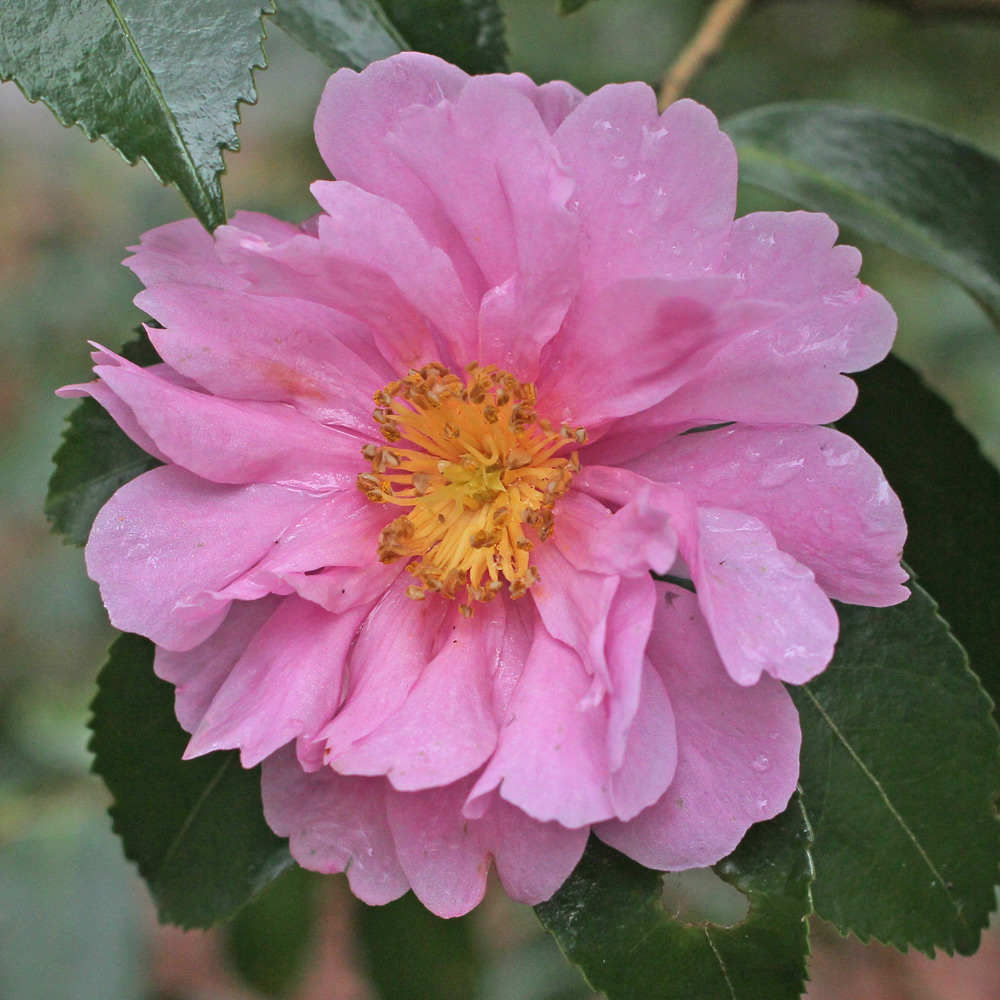 Camellia hybrid 'Winter's Joy'