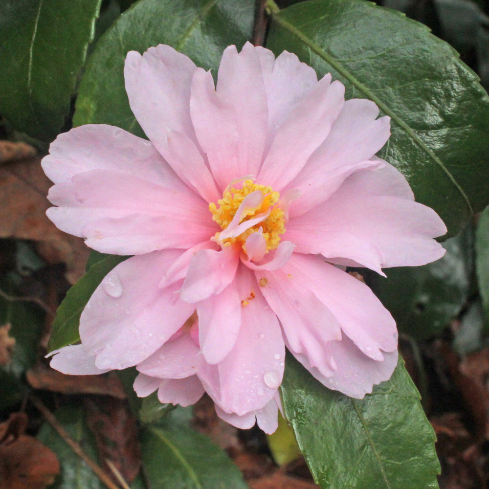 Camellia hybrid 'Winter's Rose'