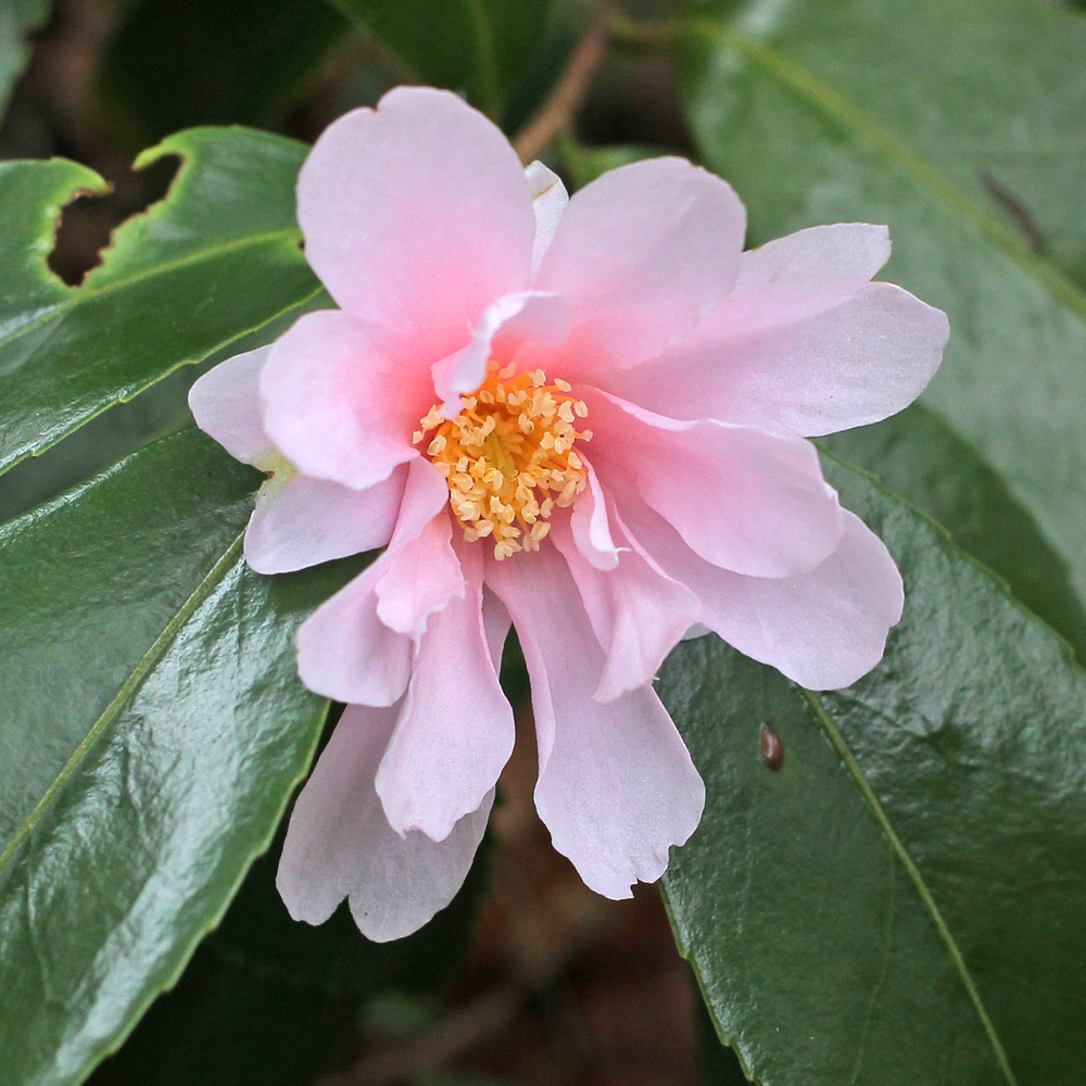 Camellia hybrid 'Winter's Toughie'
