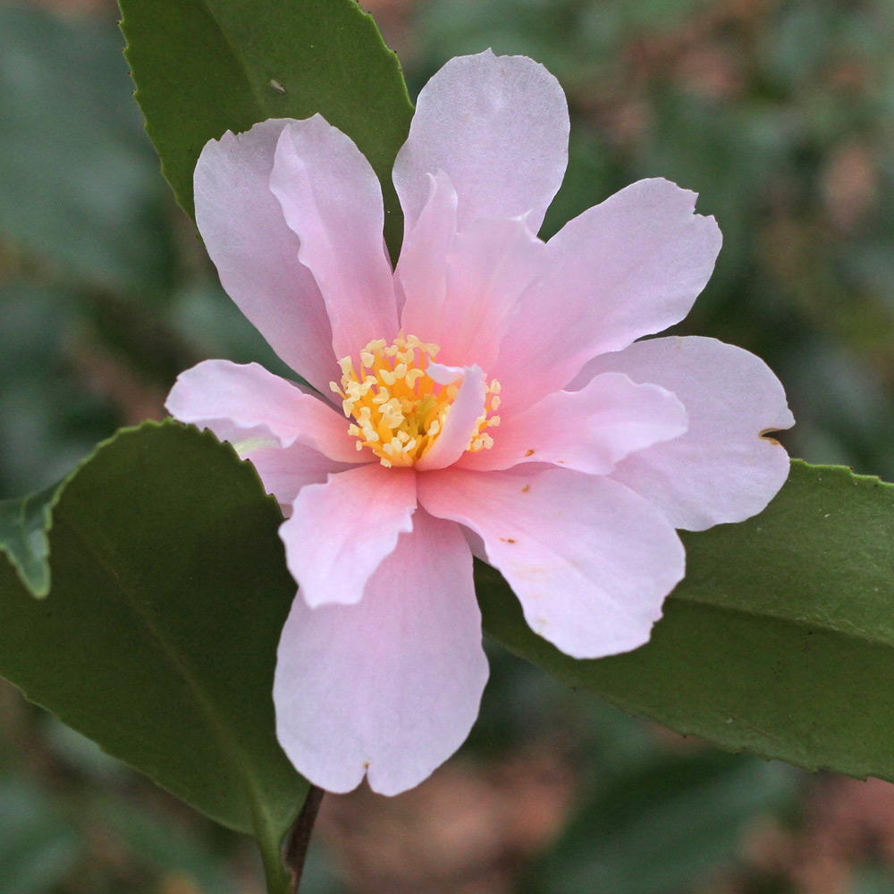 Camellia hybrid 'Winter's Toughie'