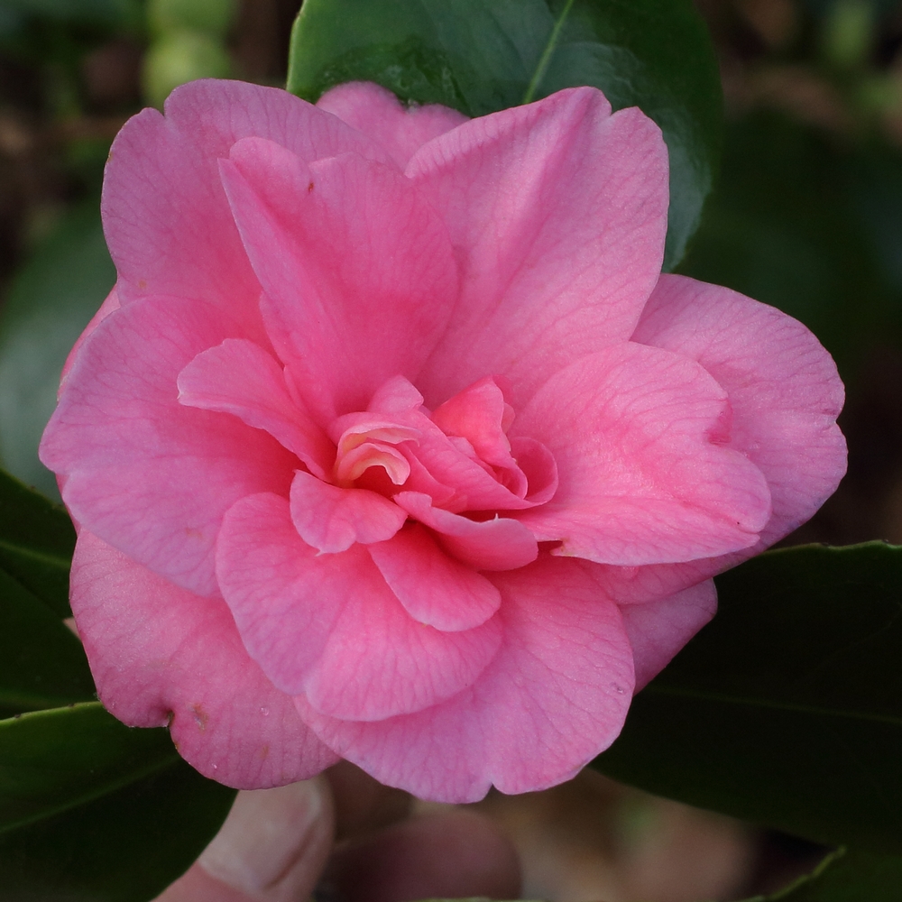 Camellia japonica 'Beverley Caffin'