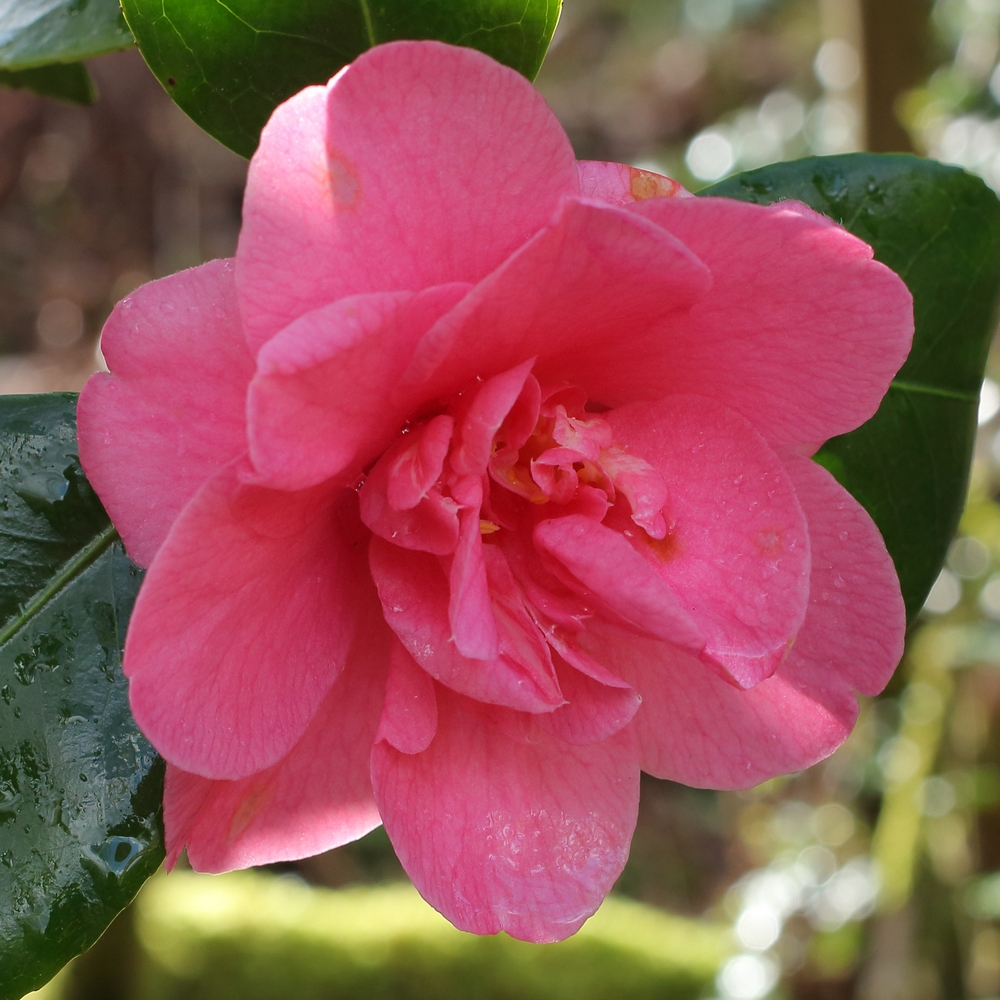 Camellia japonica 'Beverley Caffin'