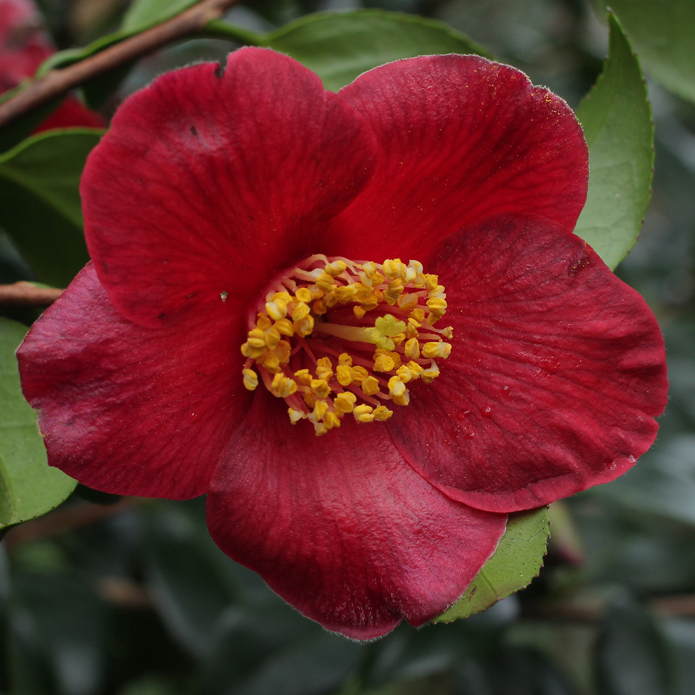 Camellia japonica 'Bright Buoy'