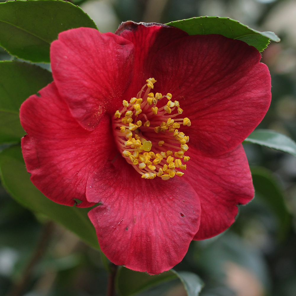 Camellia japonica 'Bright Buoy'