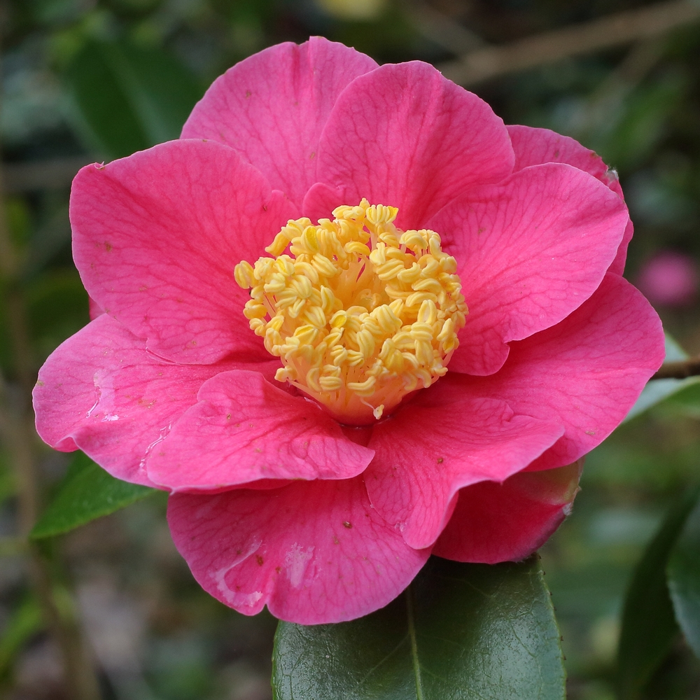 Camellia x williamsii 'Burwell's Primus'