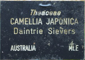 Camellia japonica 'Daintrie Sievers'