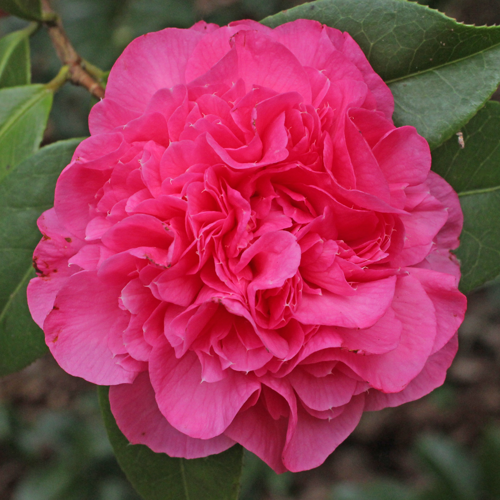 Camellia x williamsii 'Debbie'