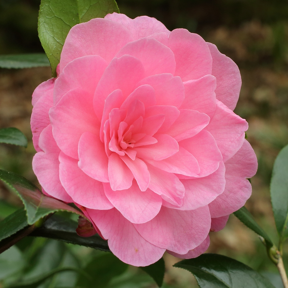 Camellia x williamsii 'Dream Boat'