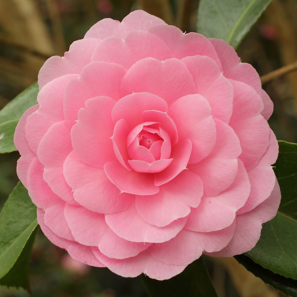 Camellia x williamsii 'E G Waterhouse'