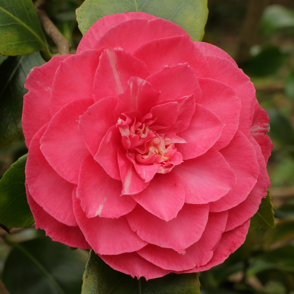 Camellia japonica 'Edith Linton'