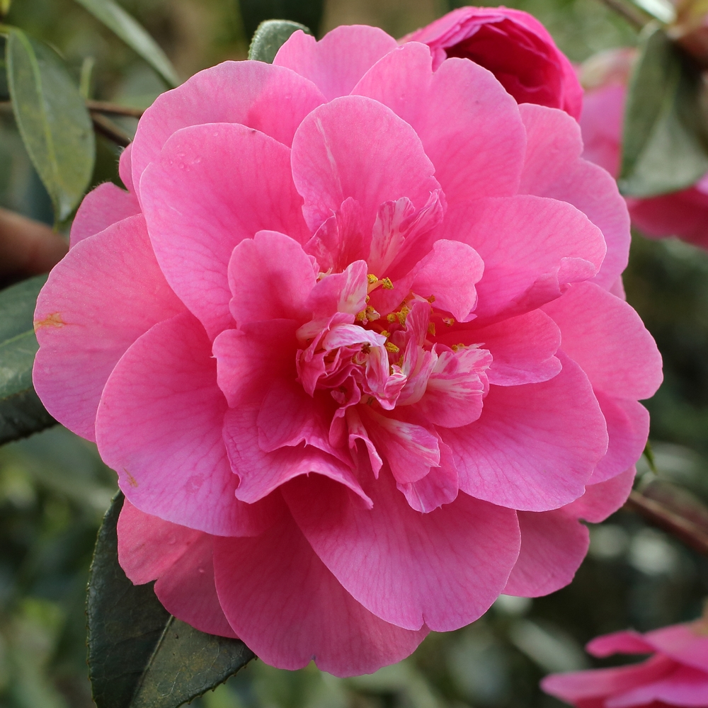 Camellia x williamsii 'Elegant Beauty'