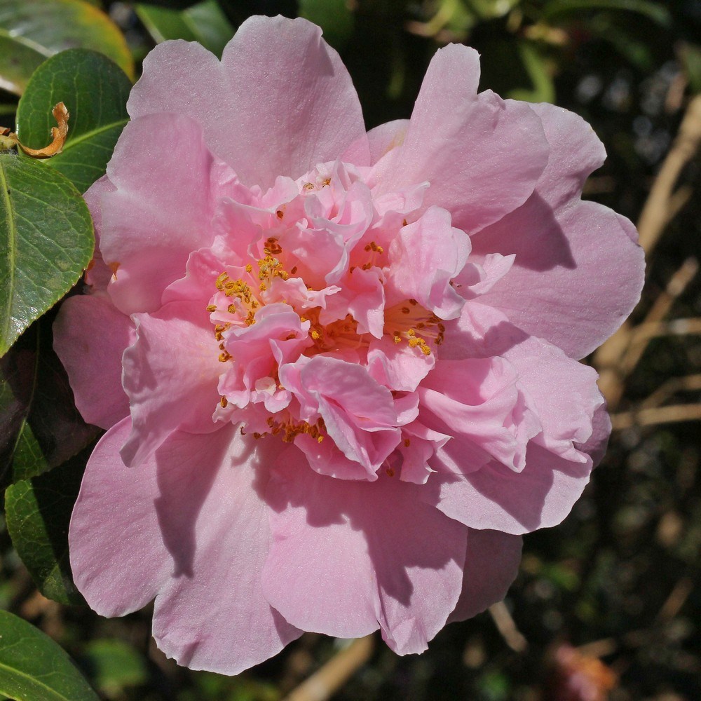 Camellia a williamsii 'Elsie Jury'