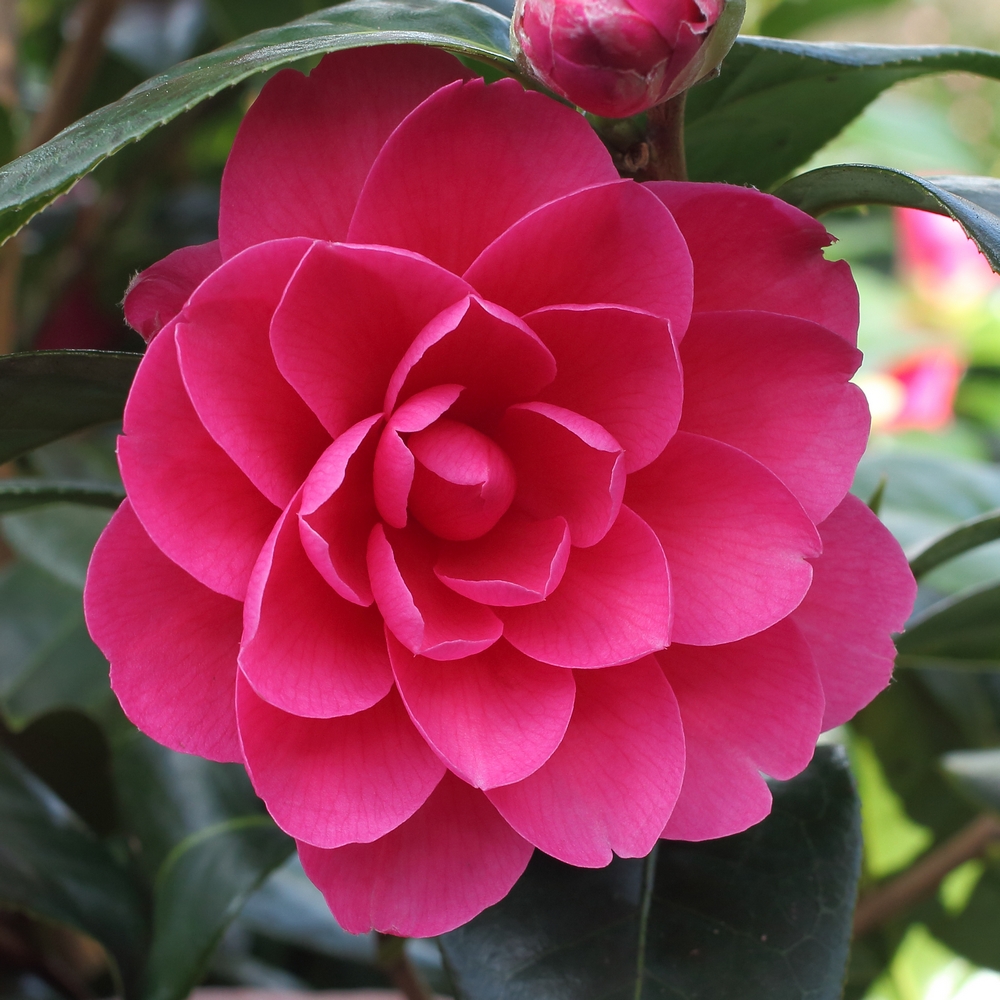 Camellia x williamsii 'Jean Claris'