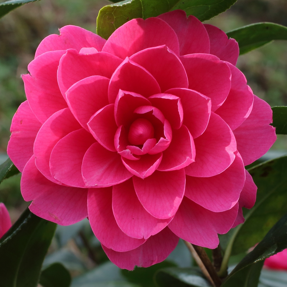 Camellia x williamsii 'Jean Claris'
