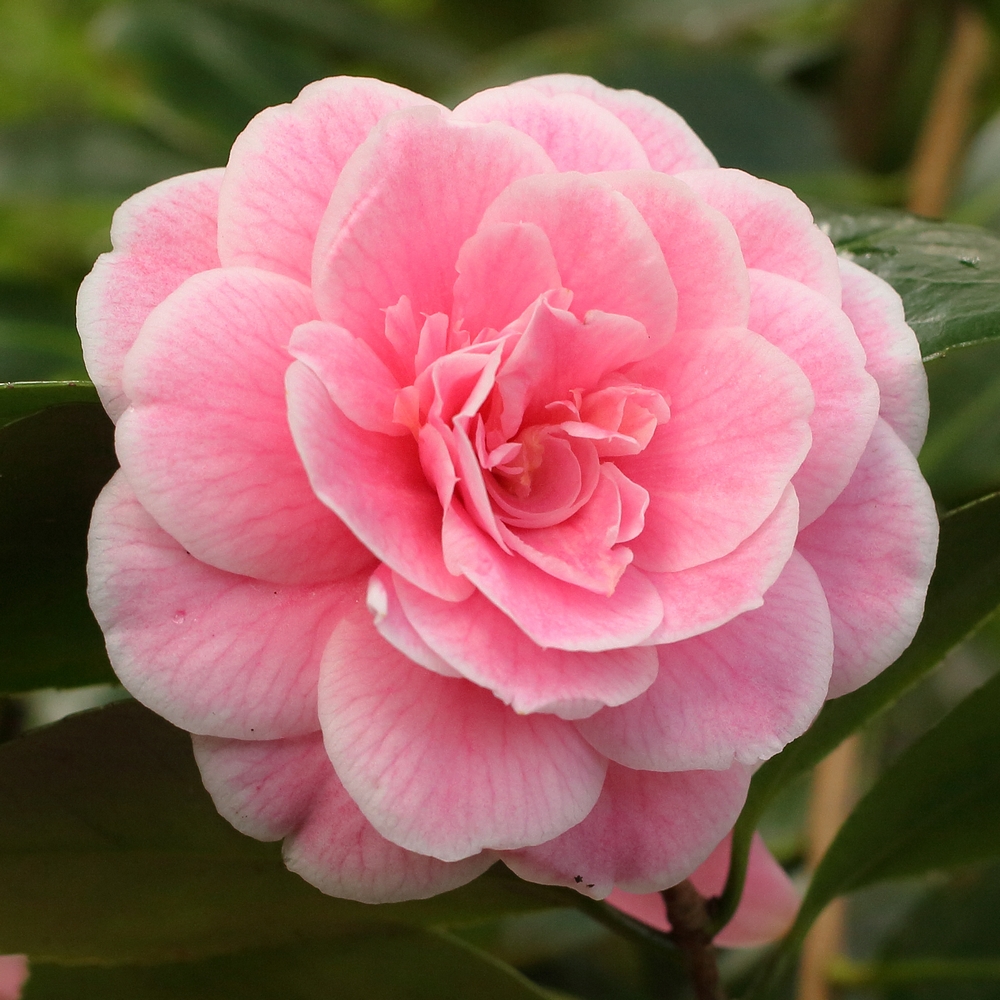 Camellia japonica 'Jean Clere'