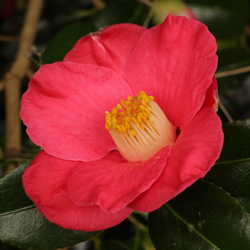 Camellia japonica 'Jupiter' (Paul)