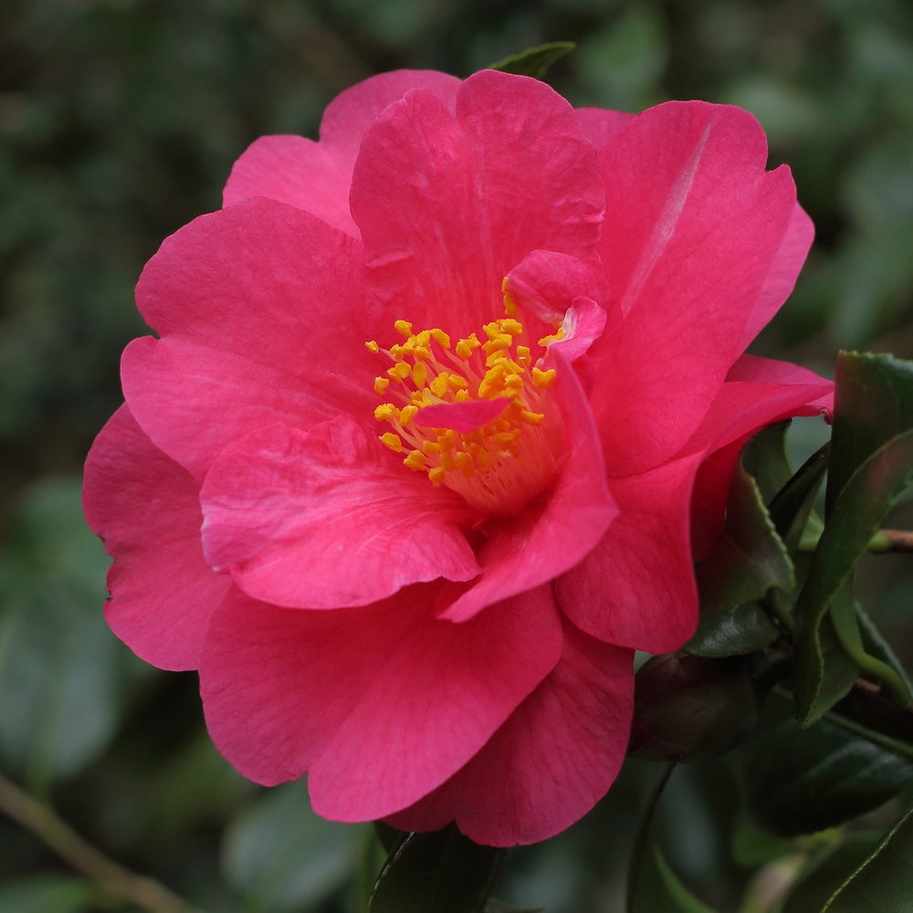Camellia x williamsii 'Mirage'