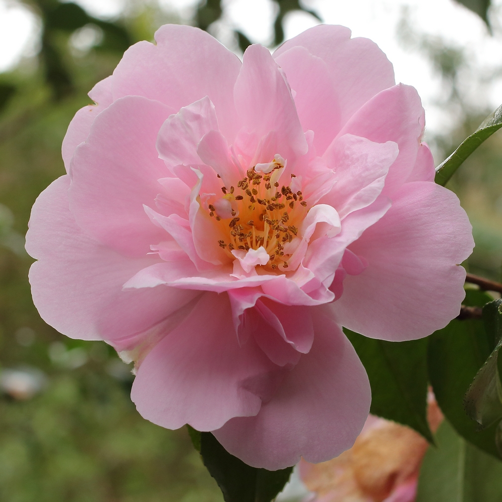 Camellia hybrid 'Phyl Doak'