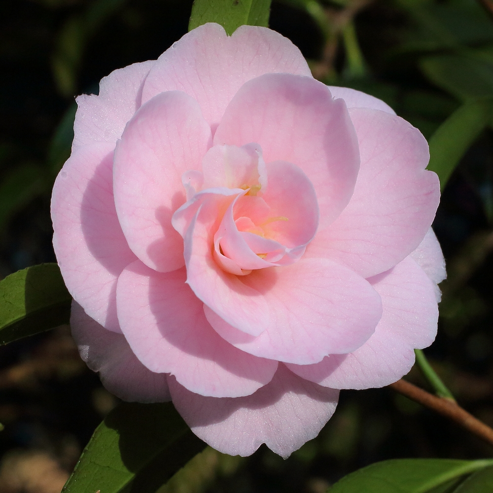 Camellia japonica 'Rosemary Elsom'