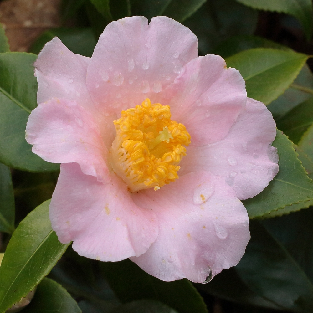 Camellia japonica 'Spencers Pink'