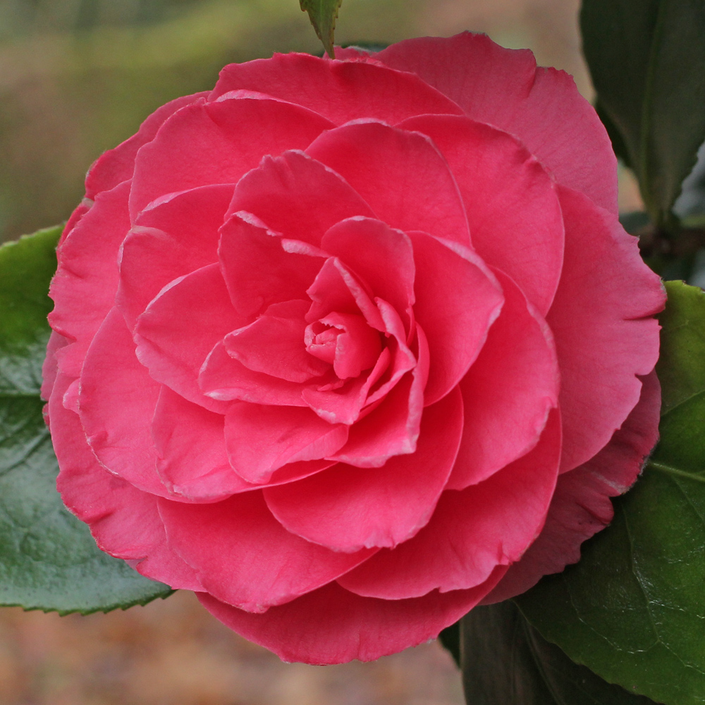 Camellia japonica 'William Bull'
