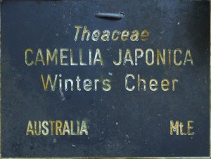 Camellia japonica 'Winter Cheer'