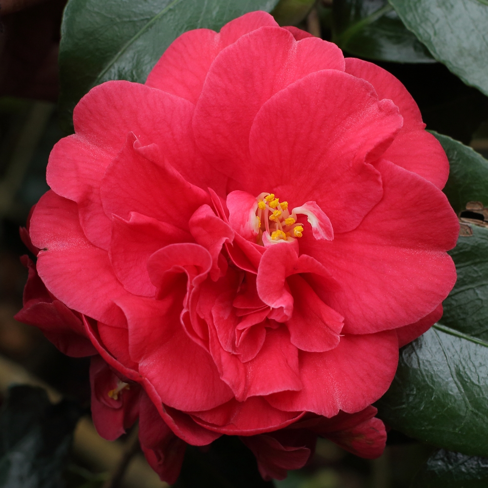 Camellia japonica 'Adolphe Audusson'
