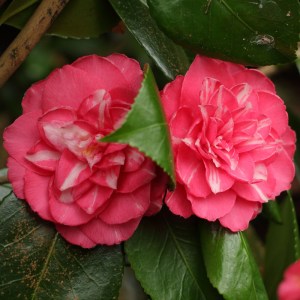 Camellia japonica 'Angela Cocchi'