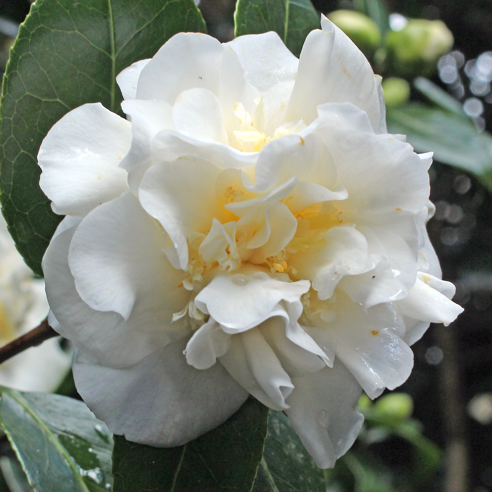 Camellia japonica 'Anna Bruneau'