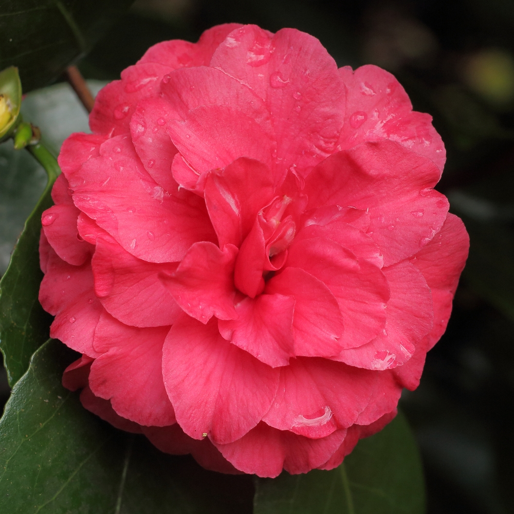Camellia japonica 'Bella Romana'