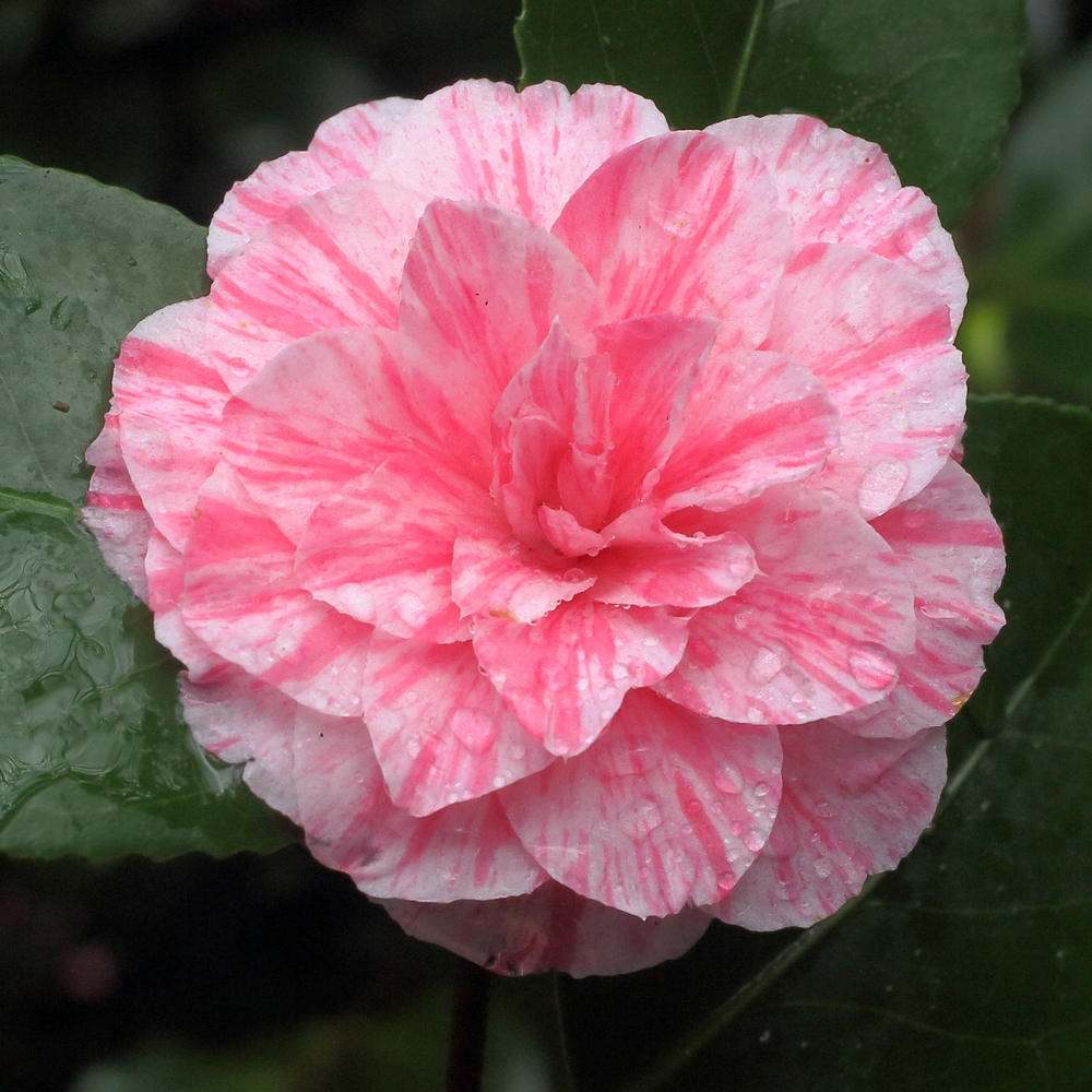 Camellia japonica 'Bella Romana'