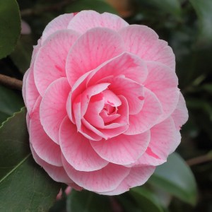 Camellia japonica 'Bonomiana'