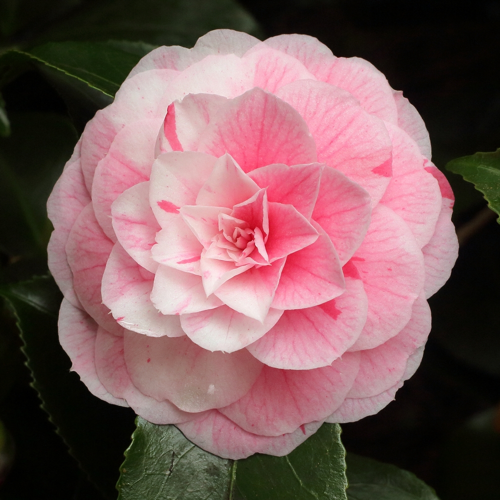 Camellia japonica 'Bonomiana'