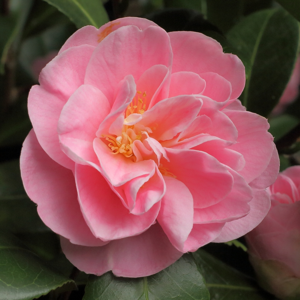 Camellia japonica 'Conte Bouturlin'