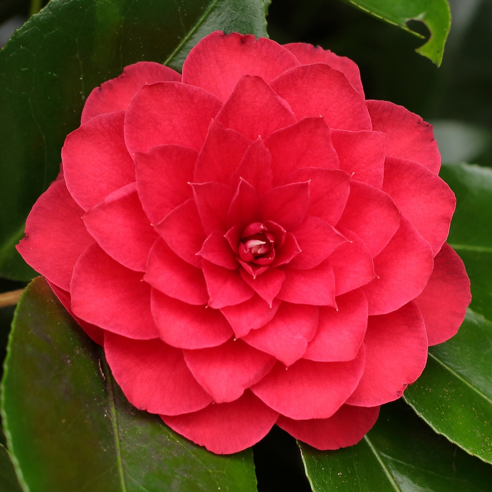 Camellia japonica 'Dinotta'