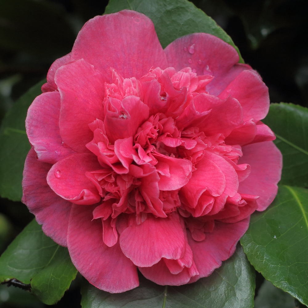 Camellia japonica 'Dona Herzilia de Freitas Magalhaes'